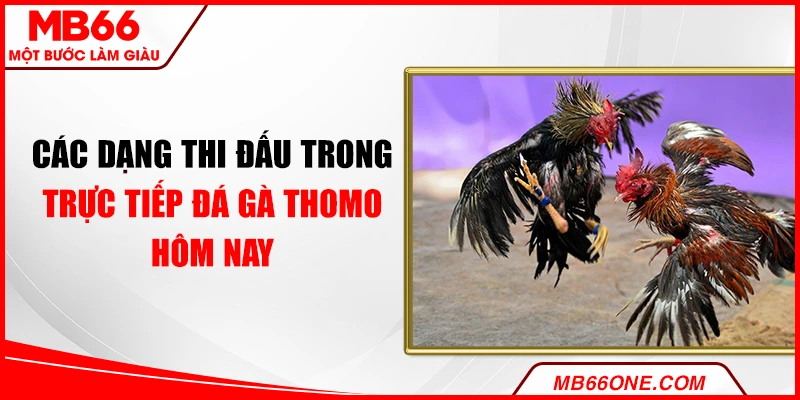 Các dạng thi đấu trong trực tiếp đá gà Thomo hôm nay