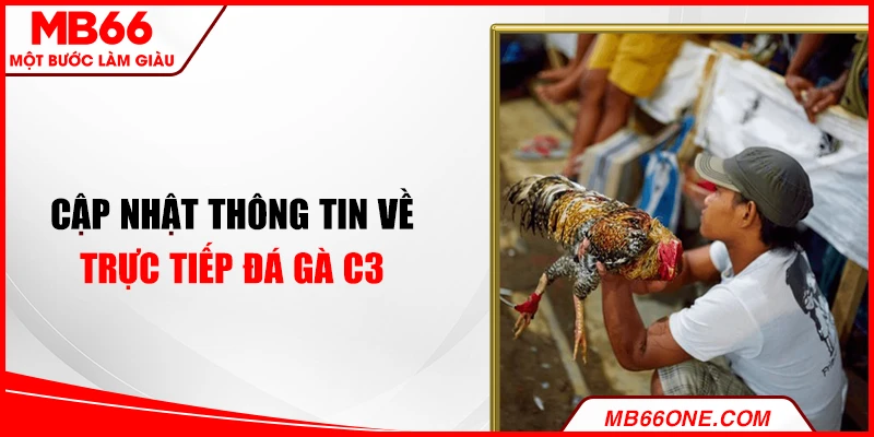Cập nhật thông tin về trực tiếp đá gà C3