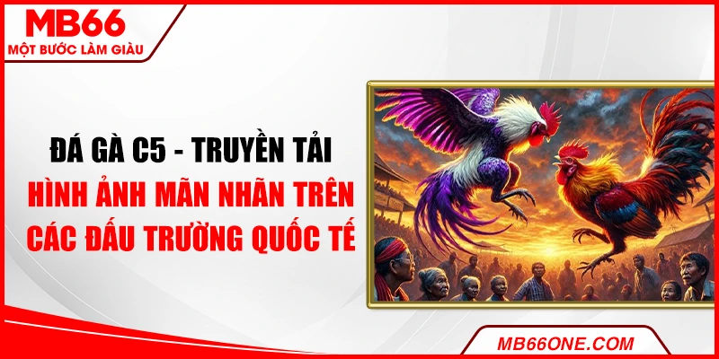 Đá gà C5 - Truyền tải hình ảnh mãn nhãn trên các đấu trường quốc tế