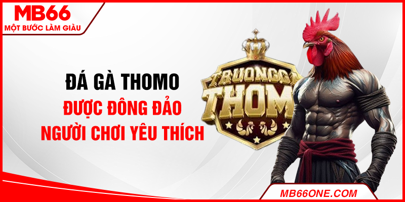 Đá gà Thomo được đông đảo người chơi yêu thích