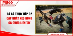 Đá gà trực tiếp C2 - Cập nhật kèo nóng, cá cược liền tay