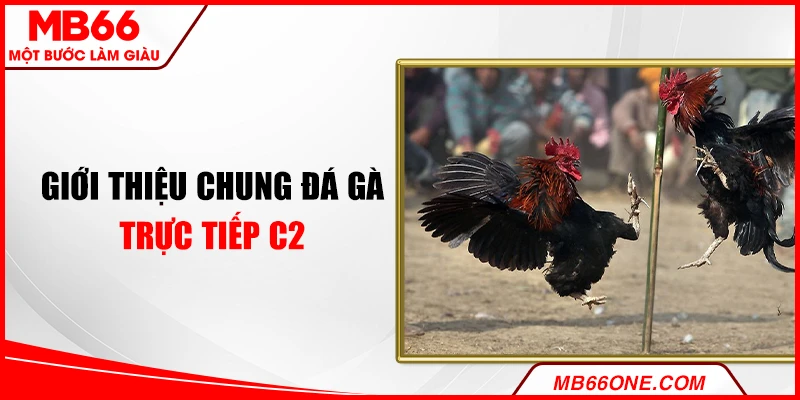 Giới thiệu chung đá gà trực tiếp C2