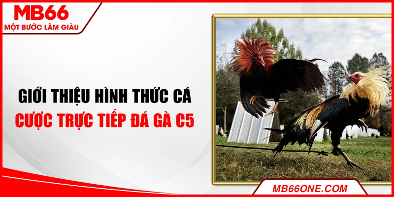 Giới thiệu hình thức cá cược trực tiếp đá gà C5