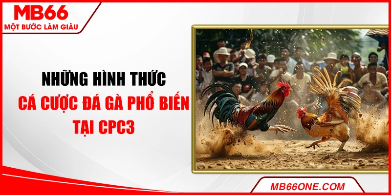 Những hình thức cá cược đá gà phổ biến tại CPC3