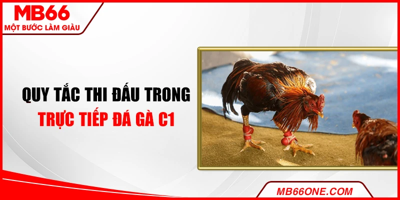 Quy tắc thi đấu trong trực tiếp đá gà C1 hôm nay