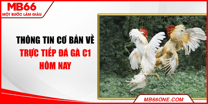 Thông tin cơ bản về trực tiếp đá gà C1 hôm nay