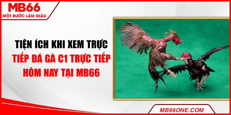Tiện ích khi xem trực tiếp đá gà C1 trực tiếp hôm nay tại MB66