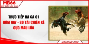 Trực tiếp đá gà C1 hôm nay - So tài chiến kê cực máu lửa