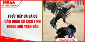 Trực tiếp đá gà C3: Cảm nhận sự kịch tính trong mỗi trận đấu
