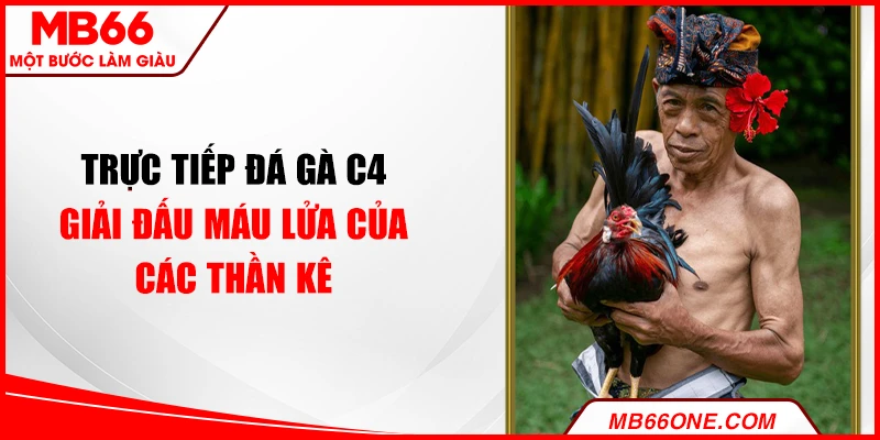 Trực tiếp đá gà C4 - Giải đấu máu lửa của các thần kê