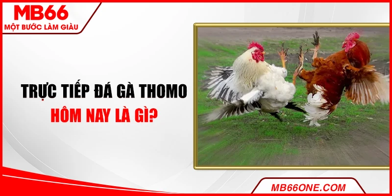 Trực tiếp đá gà Thomo hôm nay là gì?