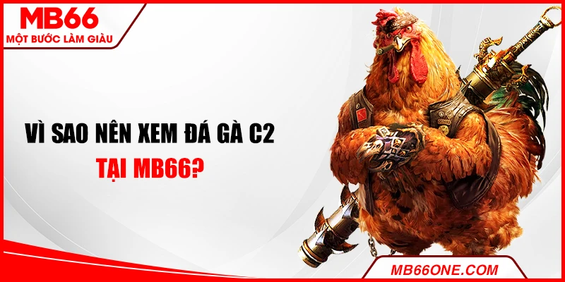 Vì sao nên xem đá gà C2 tại MB66?