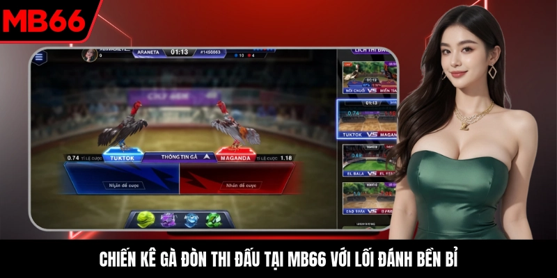 Chiến kê gà đòn thi đấu tại MB66 với lối đánh bền bỉ